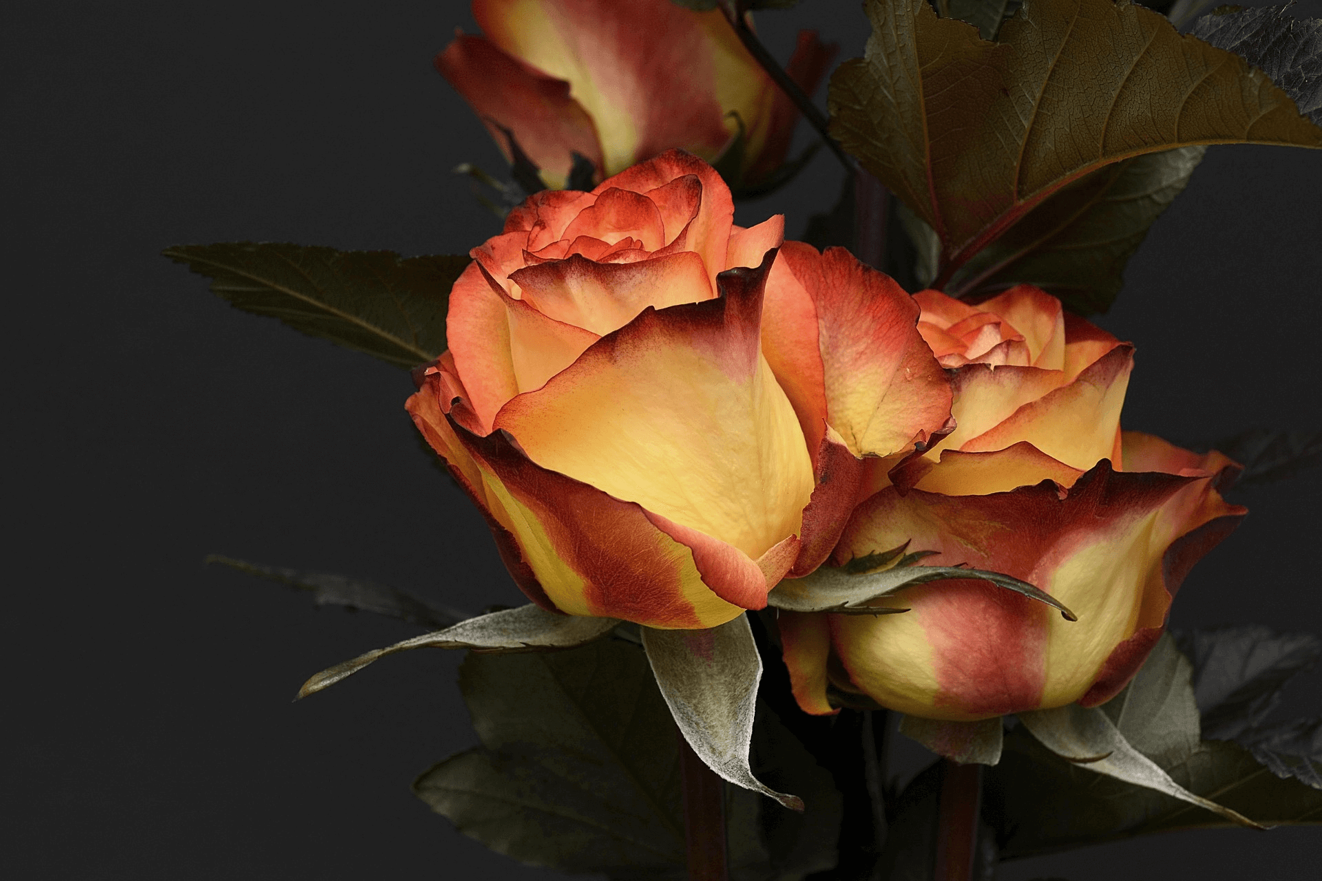 Celebrate Rose Day