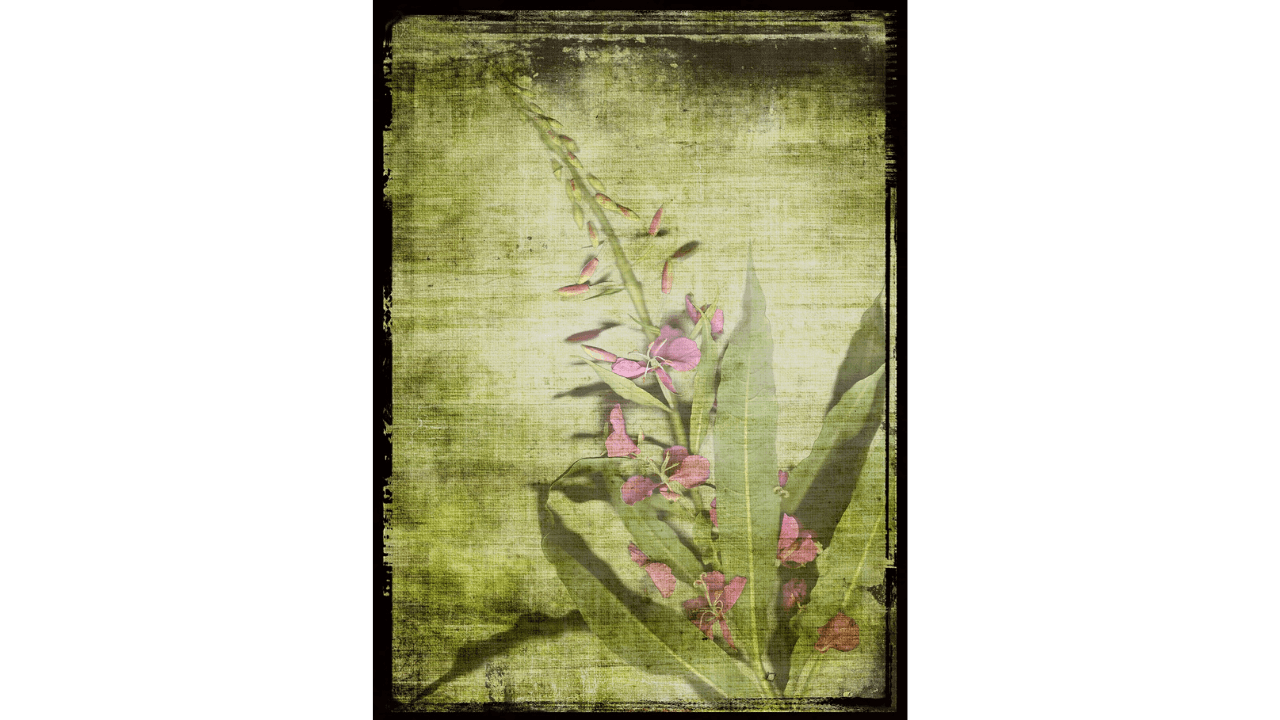 Experience the Vibrant Beauty of Watercolour